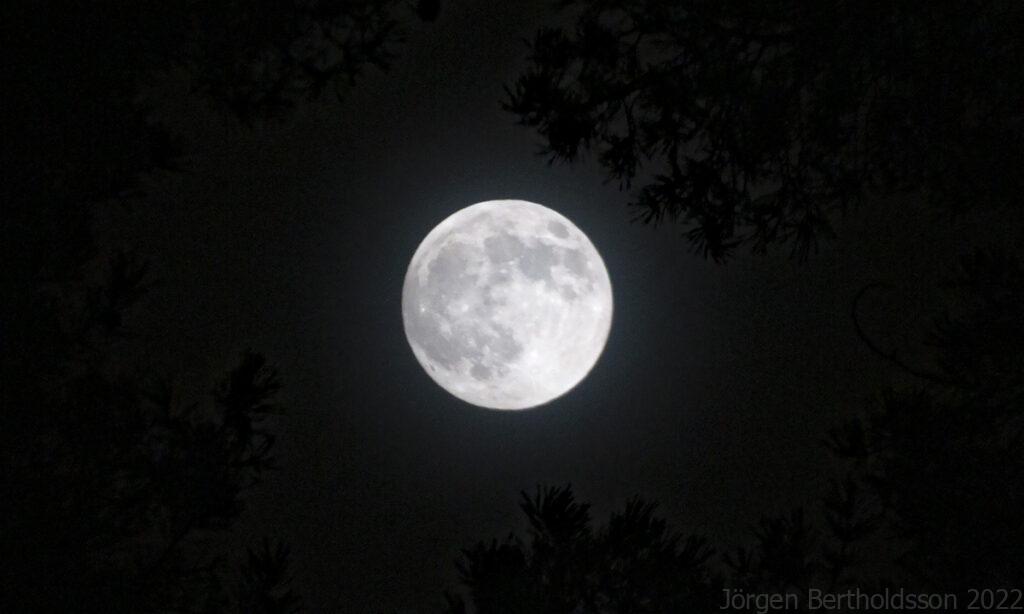 Fullmåne med skog