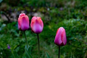 Blommor i trädgården