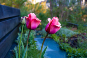 Blommor i trädgården