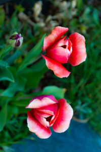 Blommor i trädgården