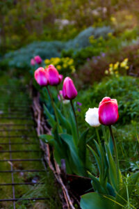 Blommor i trädgården