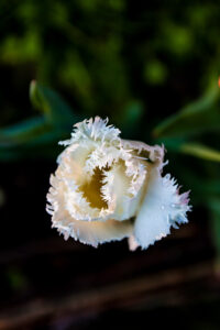 Blommor i trädgården